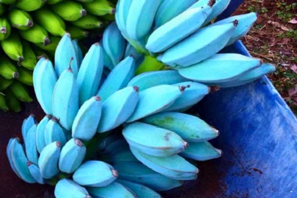 Bananes bleues posées sur une surface bleue à côté de bananes vertes.
