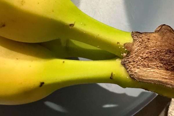 Bananes attachées montrant une tige brune non protégée.