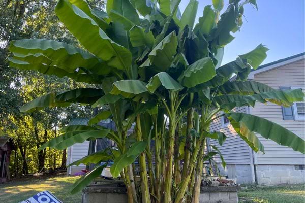 Grand bananier aux feuilles vertes planté dans un jardin près d’une maison.