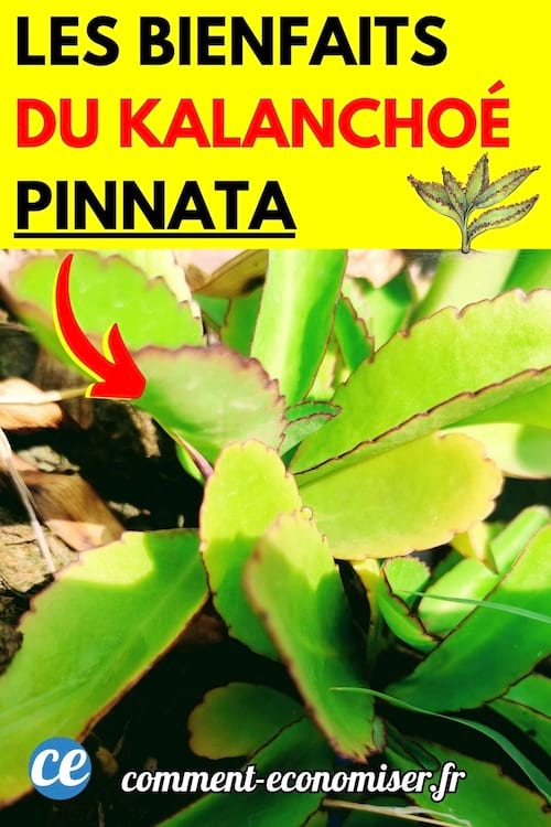 une feuille de kalanchoe pinnata