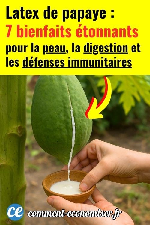 Une main qui récolte la sève blanche d'une papaye verte dans un récipient.