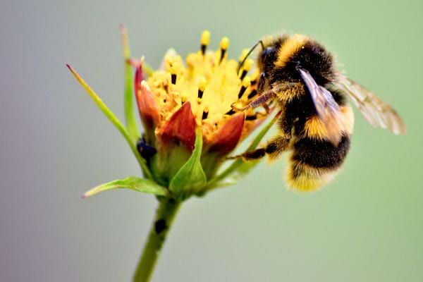 Un bourdon se nourrit du nectar d’une petite fleur jaune, illustrant la pollinisation en gros plan.