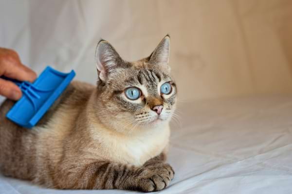 Un chat au pelage clair se fait brosser avec une brosse bleue.