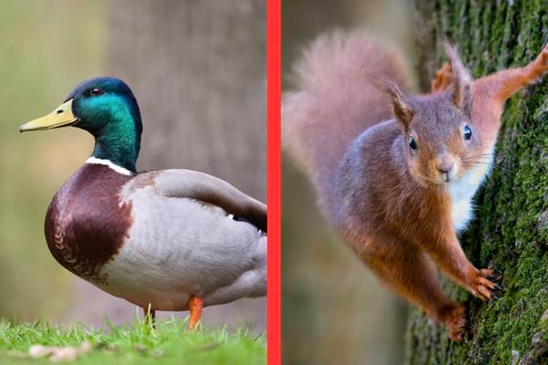 Un canard colvert se tient dans l’herbe à côté d’un écureuil grimpant sur un arbre.