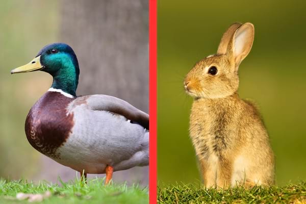 Un canard colvert se tient dans l’herbe face à un lapin brun attentif.