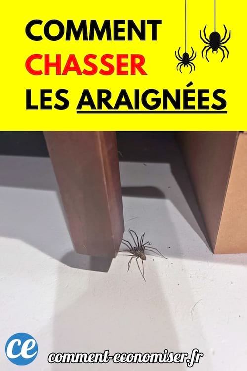 Une araignée se tient au sol près d’un meuble en bois.