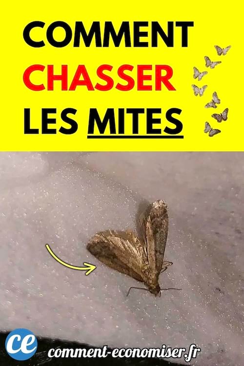 Mite posée sur un tissu clair avec flèche jaune.