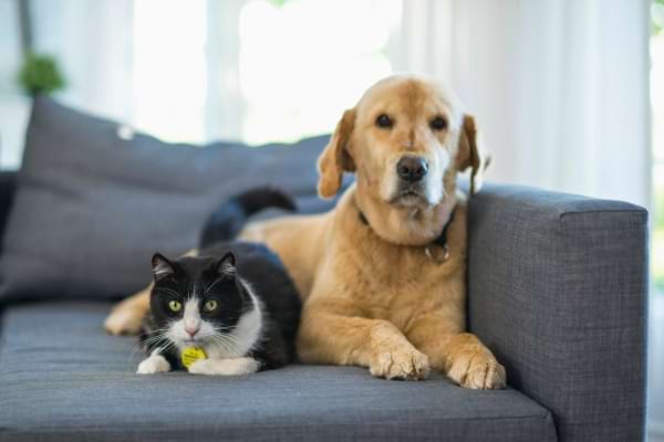 Chien et chat allongés côte à côte sur un canapé gris.