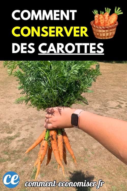 Main tenant une botte de carottes fraîches encore terreuses.