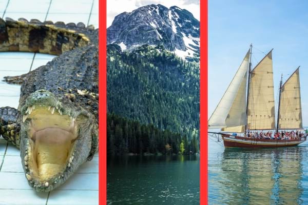 Un crocodile montre ses dents près d’une montagne enneigée et d’un voilier sur un lac.