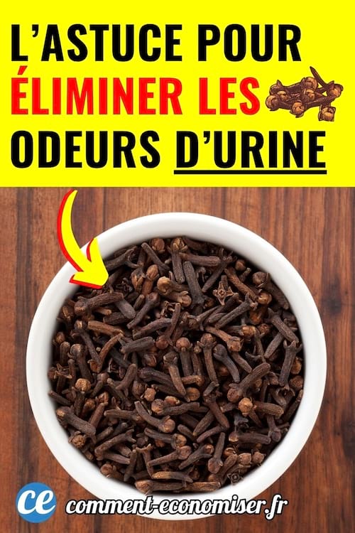 une coupelle avec des clous de girofle pour éliminer l'odeur d'urine