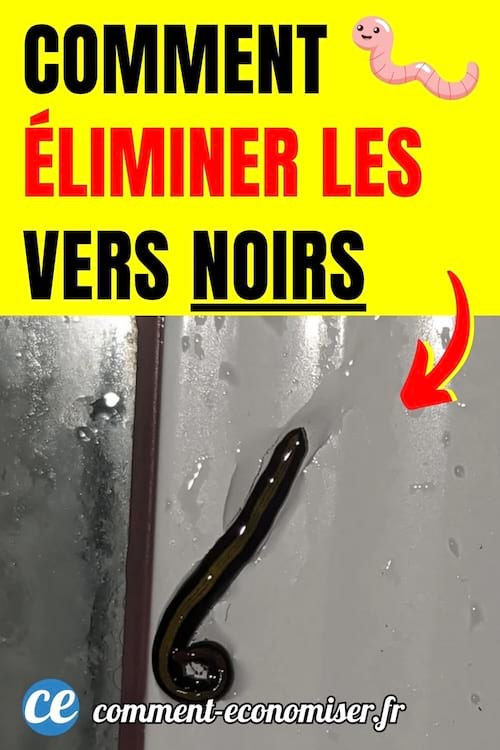 un ver noir sur une surface humide