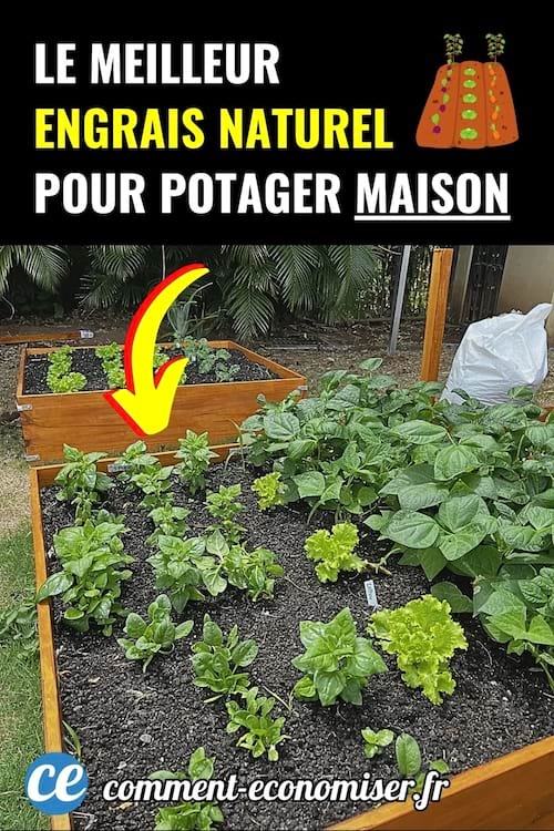 Carré potager en bois rempli de légumes verts et de terre noire.