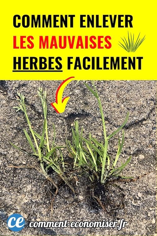 Plantes vertes arrachées poussant entre les fissures d’un sol sec.