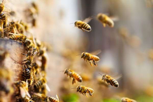 Un essaim d’abeilles vole autour d’une ruche en bois, certaines entrant et sortant activement.