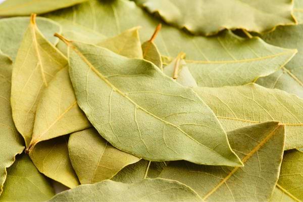 Feuilles de laurier séchées empilées, de couleur verte et beige clair.