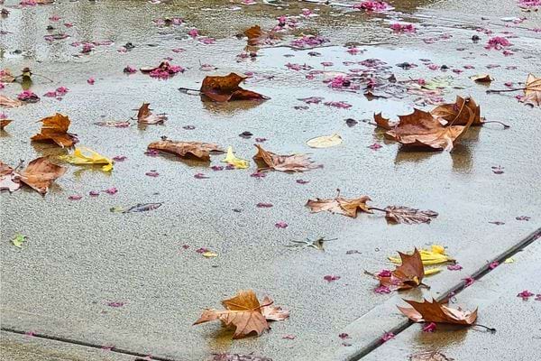 Feuilles mortes mouillées éparpillées sur un trottoir après la pluie.