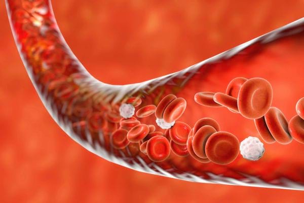 Vue en coupe d’un vaisseau sanguin transportant des globules rouges et blancs.