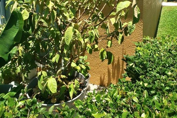 Faire pousser un goyavier dans son jardin.