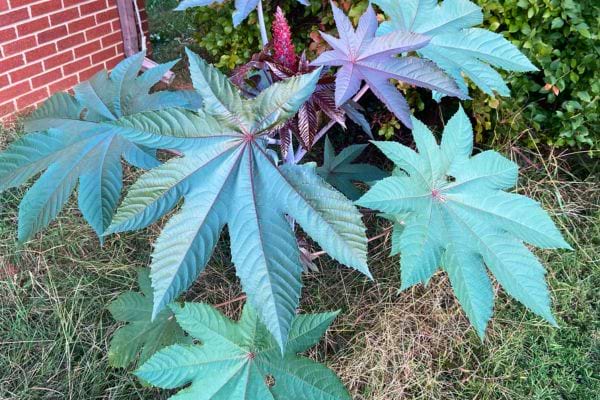 Grandes feuilles vertes de ricin poussant près d’un mur de briques.