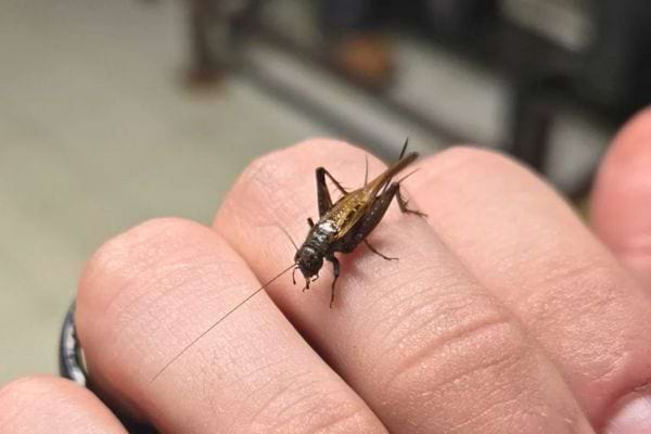 Un insecte brun est tenu délicatement entre deux doigts, ses petites pinces et antennes bien visibles.