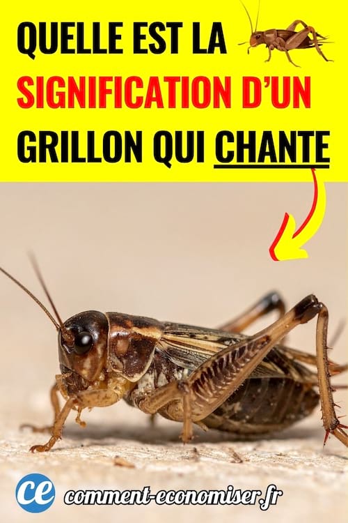 Un grillon qui chante 