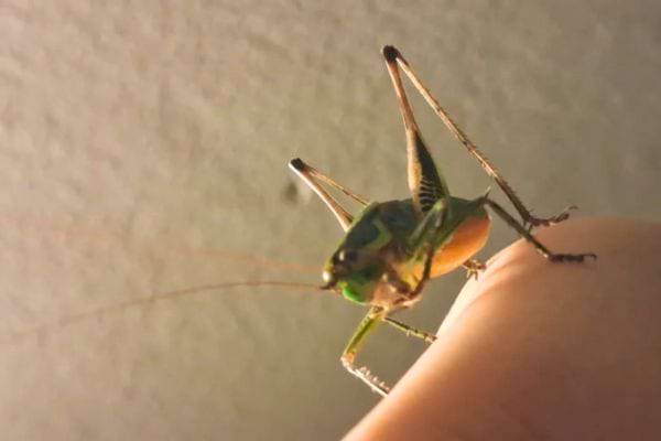 Un grillon vert et brun aux longues antennes est posé sur une main, éclairé par une lumière chaude.
