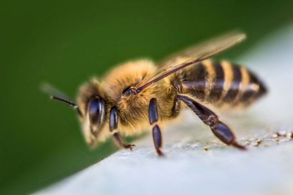 Gros plan d’une abeille isolée, mettant en valeur ses ailes translucides et son corps poilu.