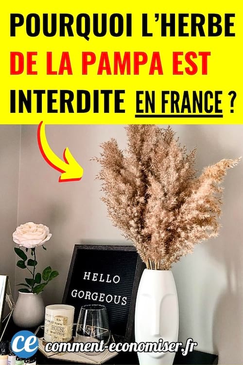 Une herbe de la pampa sur une table d&eacute;co &agrave; la maison