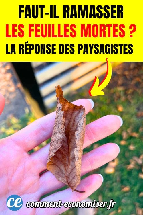 Une main qui tient une feuille morte, avec une pelouse en arrière plan