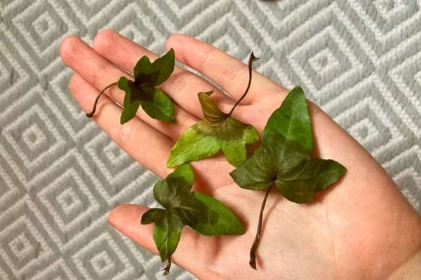 Main tenant plusieurs feuilles vertes de lierre sur fond de tissu gris.
