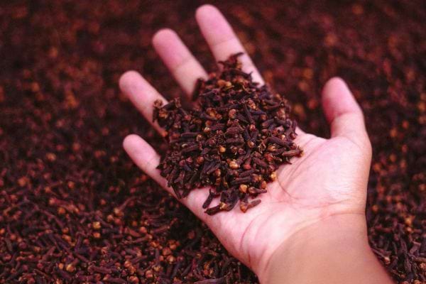 Une main tient une poignée de clous de girofle sur un fond brun.