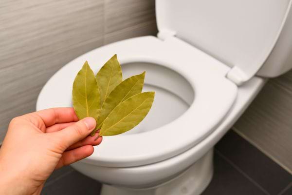 Main montrant quatre feuilles de laurier devant les toilettes ouvertes.