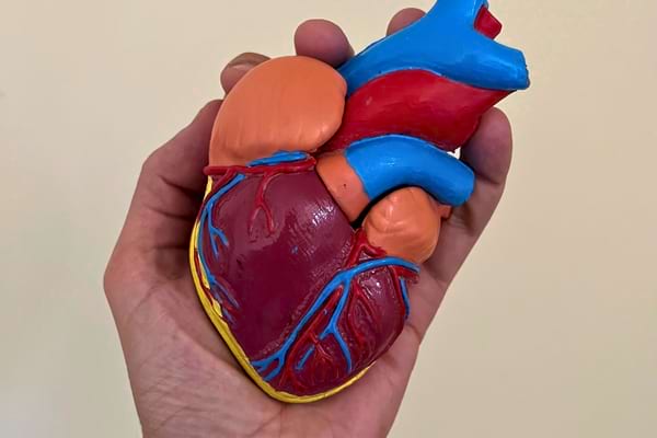 Une main tient un modèle anatomique de cœur humain coloré.