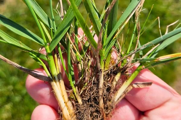Une main tient une touffe d’herbe verte arrachée du sol avec ses racines apparentes.