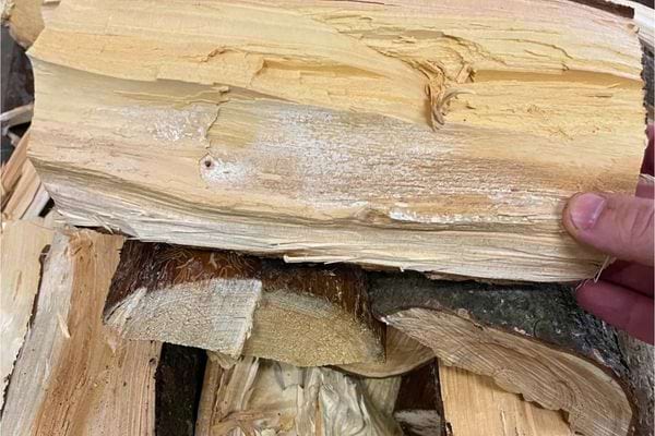 Main tenant une bûche fraîchement coupée montrant le bois clair.