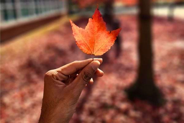 Main tenant une feuille d’érable rouge devant un fond flou d’automne.