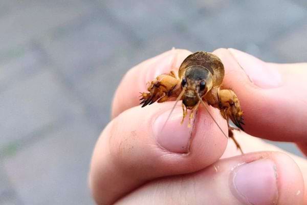Un insecte brun est tenu délicatement entre deux doigts, ses petites pinces et antennes bien visibles.