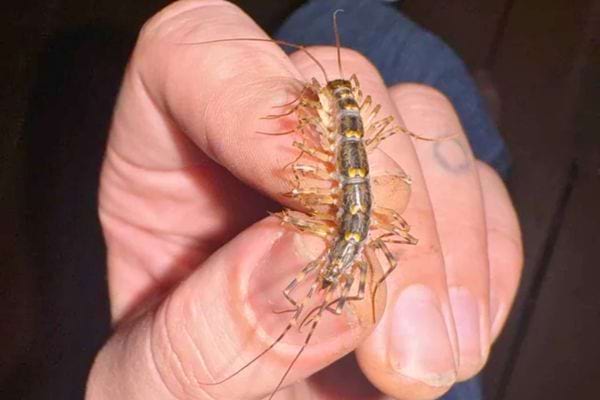 Main tenant un millepatte brun à longues pattes fines.