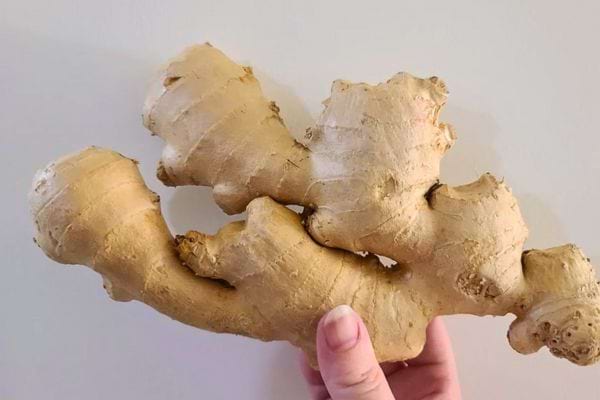 Une main tient un gros morceau de racine de gingembre beige contre un fond uni.