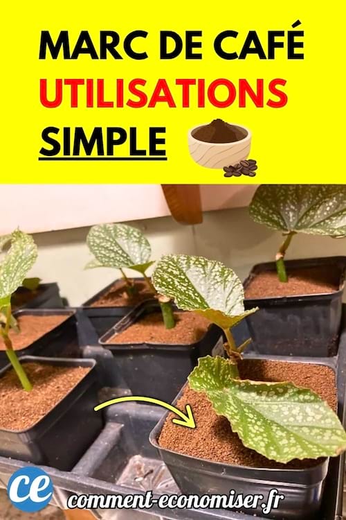 Pots de plantes avec du marc de café sur la terre.