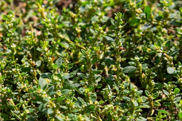 Des mauvaises herbes vertes forment un tapis dense au ras du sol.