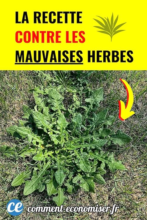 Plante verte poussant dans l’herbe, considérée comme mauvaise herbe, avec flèche jaune la désignant.