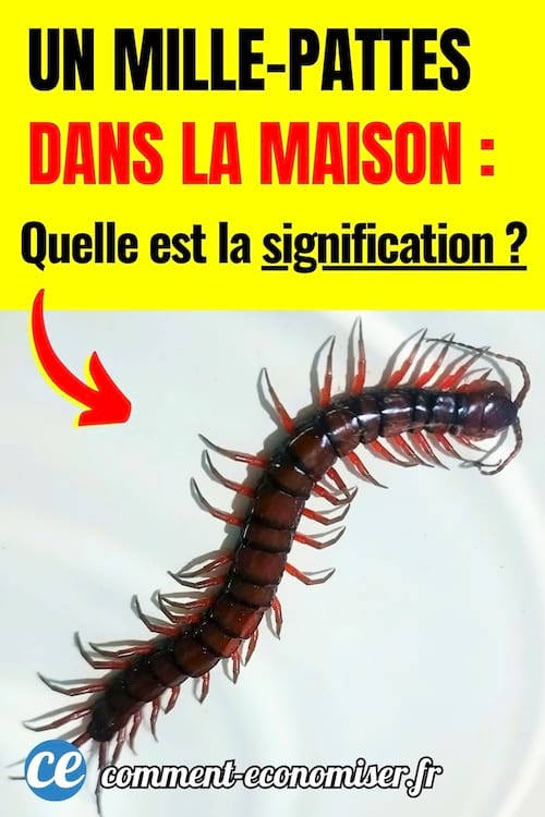 Un mille-pattes à la maison qui avance sur le mur