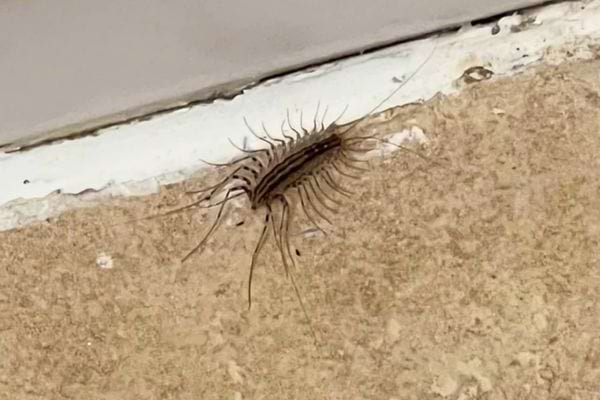 Millepatte rampant sur un mur beige près d’une plinthe.