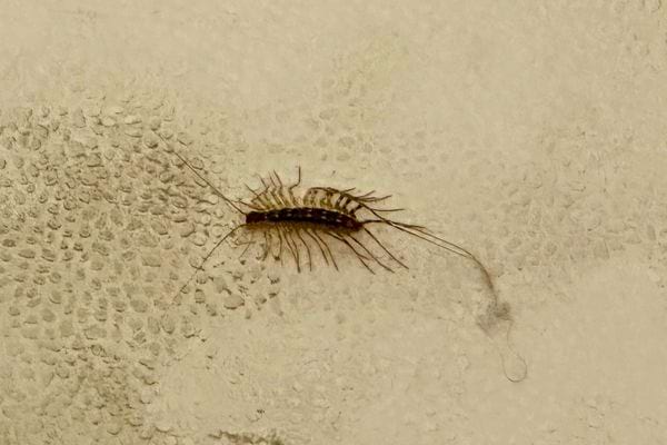 Petit millepatte allongé rampant sur un mur jaunâtre.