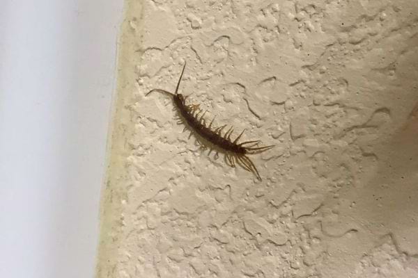 Millepatte brun se déplaçant sur un mur texturé clair.