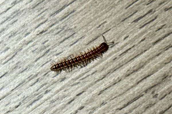 Petit millepatte foncé rampant sur un sol en bois clair.