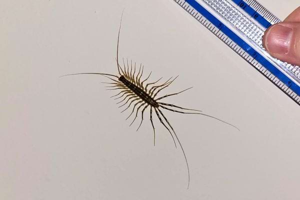 Millepatte mesuré à côté d’une règle posée sur une table.