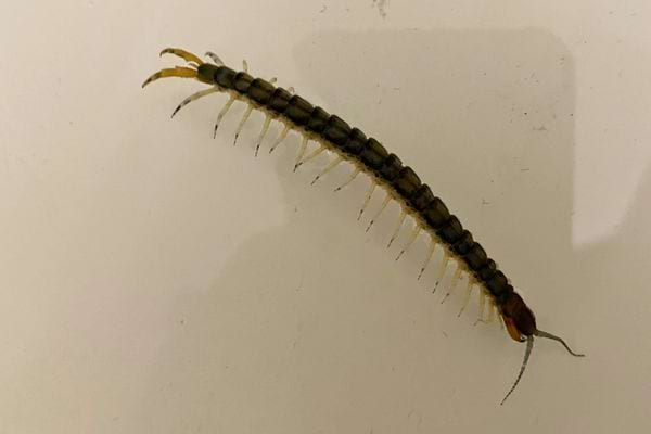 Gros millepatte rouge aux longues pattes dorées sur le sol.